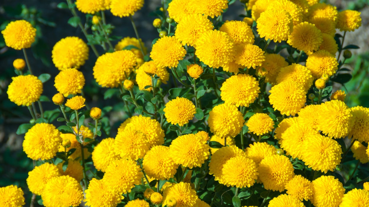 Do’s and don’ts for buying used pickup trucks