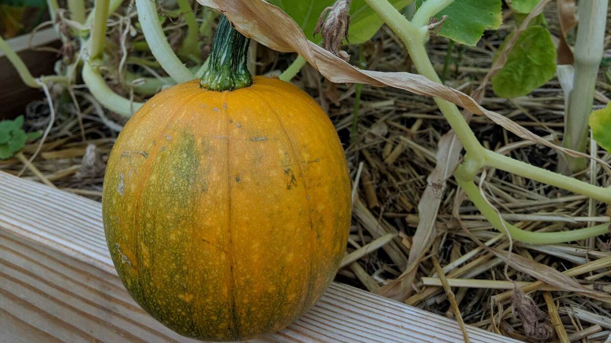 Do’s and don’ts for buying used pickup trucks