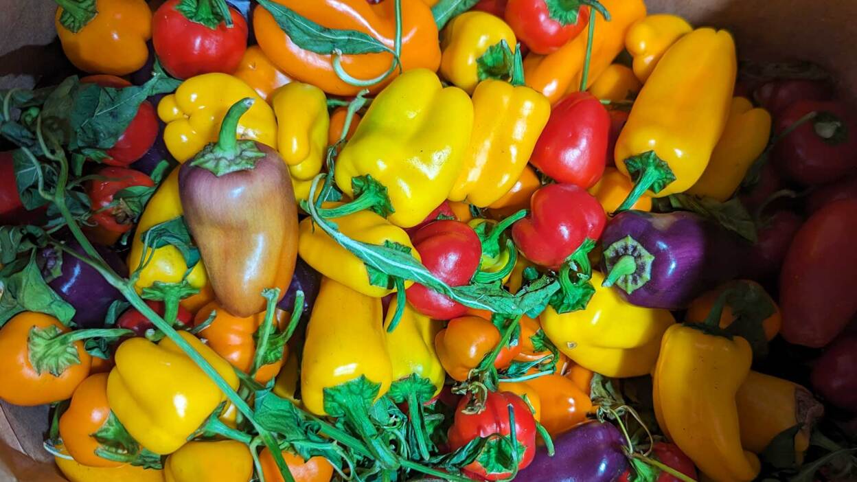 Do’s and don’ts for buying used pickup trucks