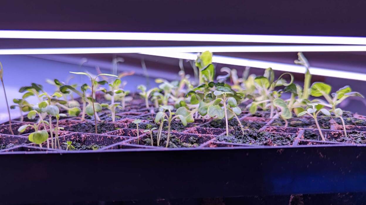 Do’s and don’ts for buying used pickup trucks