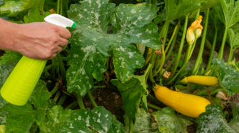 Do’s and don’ts for buying used pickup trucks