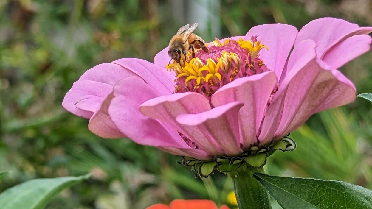 Do’s and don’ts for buying used pickup trucks