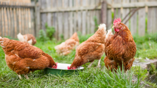 Do’s and don’ts for buying used pickup trucks