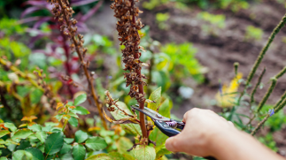 Do’s and don’ts for buying used pickup trucks