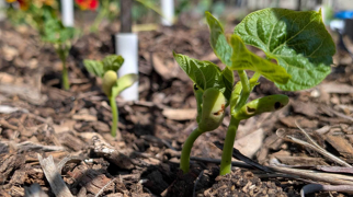 Do’s and don’ts for buying used pickup trucks