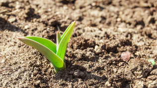 Do’s and don’ts for buying used pickup trucks