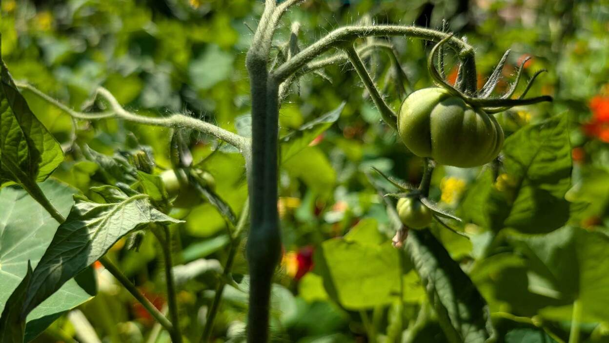 Do’s and don’ts for buying used pickup trucks