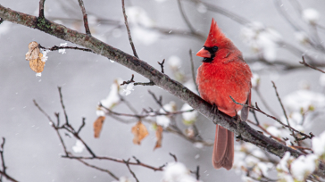 Do’s and don’ts for buying used pickup trucks