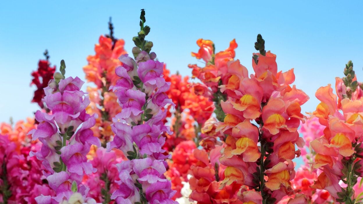 Do’s and don’ts for buying used pickup trucks