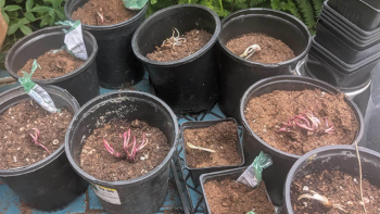 Do’s and don’ts for buying used pickup trucks