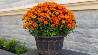 Do’s and don’ts for buying used pickup trucks