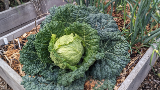 Do’s and don’ts for buying used pickup trucks