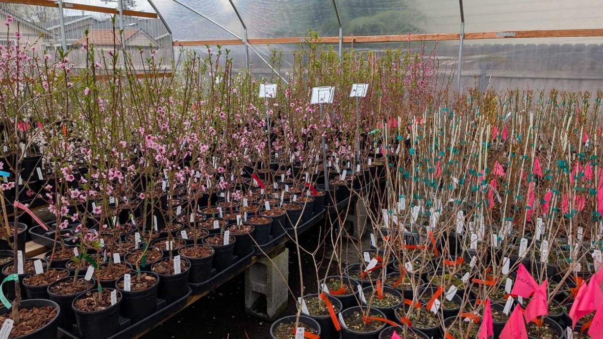 Do’s and don’ts for buying used pickup trucks