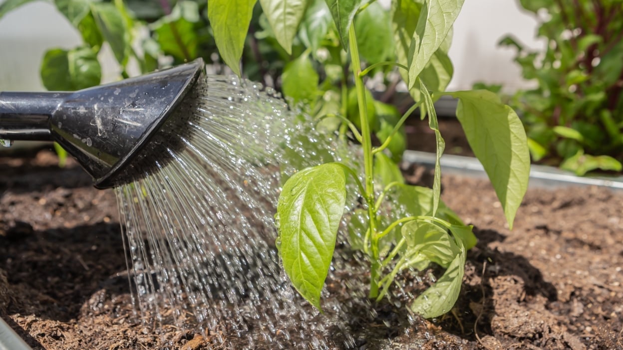 Do’s and don’ts for buying used pickup trucks